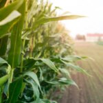 la-amenaza-silenciosa-que-pone-en-riesgo-la-produccion-de-alimentos-en-todo-el-mundo