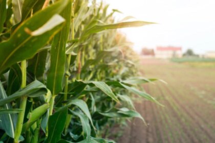 la-amenaza-silenciosa-que-pone-en-riesgo-la-produccion-de-alimentos-en-todo-el-mundo