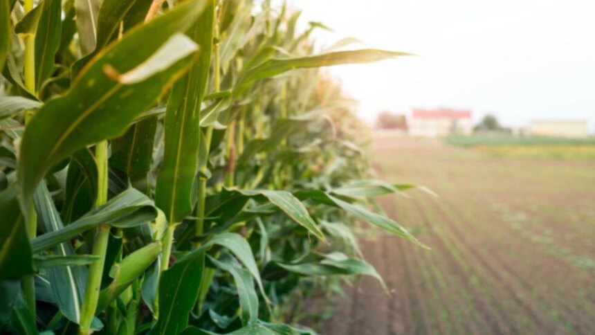 la-amenaza-silenciosa-que-pone-en-riesgo-la-produccion-de-alimentos-en-todo-el-mundo