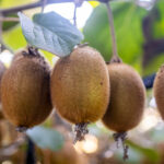 kiwis-amarillos,-frutillas-en-la-patagonia-y-cambios-de-dueno:-los-negocios-de-un-sector-que-mueve-millones-y-pasa-bajo-el-radar