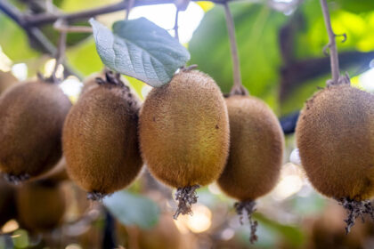 kiwis-amarillos,-frutillas-en-la-patagonia-y-cambios-de-dueno:-los-negocios-de-un-sector-que-mueve-millones-y-pasa-bajo-el-radar