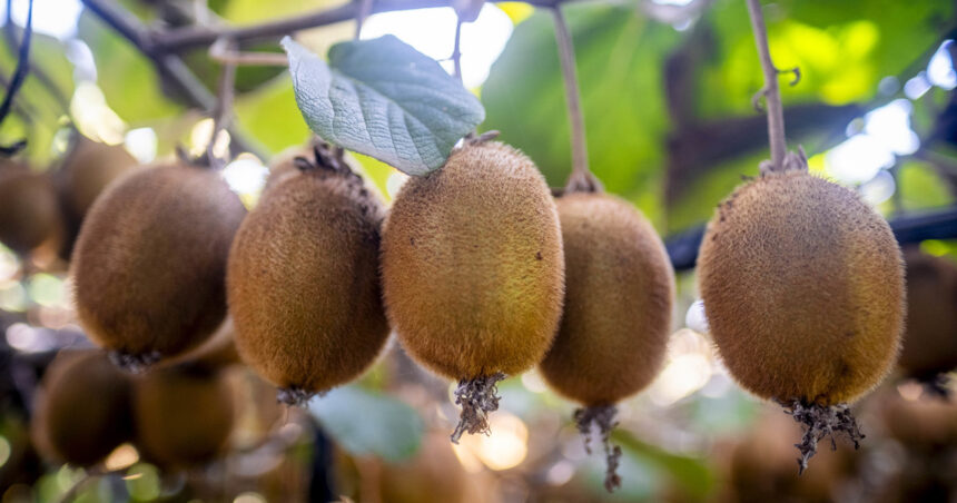 kiwis-amarillos,-frutillas-en-la-patagonia-y-cambios-de-dueno:-los-negocios-de-un-sector-que-mueve-millones-y-pasa-bajo-el-radar
