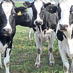 mas-leche,-pero-en-menos-manos:-crece-la-produccion,-pero-siguen-cerrando-tambos-y-avanzando-el-proceso-de-concentracion