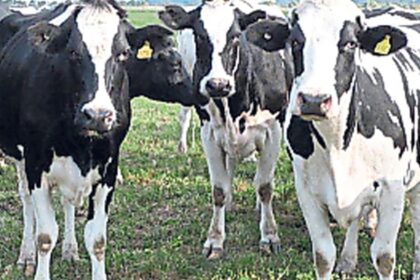 mas-leche,-pero-en-menos-manos:-crece-la-produccion,-pero-siguen-cerrando-tambos-y-avanzando-el-proceso-de-concentracion