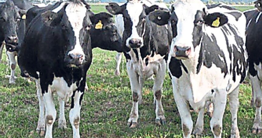 mas-leche,-pero-en-menos-manos:-crece-la-produccion,-pero-siguen-cerrando-tambos-y-avanzando-el-proceso-de-concentracion