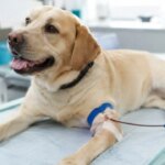 perros-y-gatos-podran-donar-sangre-en-caba:-como-funcionara-el-nuevo-registro-oficial