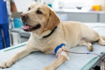 perros-y-gatos-podran-donar-sangre-en-caba:-como-funcionara-el-nuevo-registro-oficial
