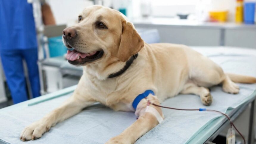 perros-y-gatos-podran-donar-sangre-en-caba:-como-funcionara-el-nuevo-registro-oficial
