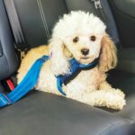 mar-del-plata:-los-taxis-podran-transportar-mascotas-tras-un-cambio-en-la-ordenanza