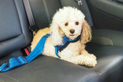 mar-del-plata:-los-taxis-podran-transportar-mascotas-tras-un-cambio-en-la-ordenanza