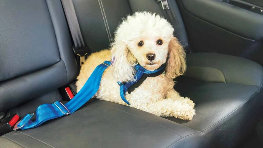 mar-del-plata:-los-taxis-podran-transportar-mascotas-tras-un-cambio-en-la-ordenanza