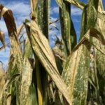 una-enfermedad-impulsada-por-el-clima-gana-terreno-en-el-maiz-y-preocupa-a-productores