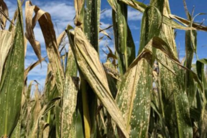 una-enfermedad-impulsada-por-el-clima-gana-terreno-en-el-maiz-y-preocupa-a-productores