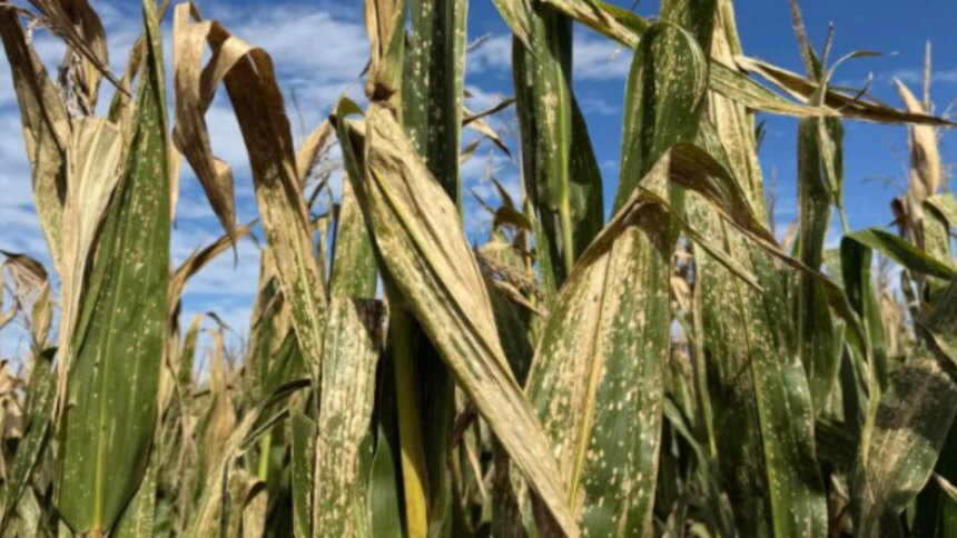 una-enfermedad-impulsada-por-el-clima-gana-terreno-en-el-maiz-y-preocupa-a-productores