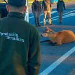 asi-rescataron-a-un-ciervo-de-los-pantanos-en-plena-autopista-panamericana