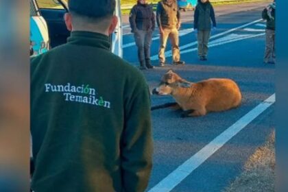 asi-rescataron-a-un-ciervo-de-los-pantanos-en-plena-autopista-panamericana