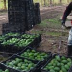 corrientes-consolida-una-de-las-mayores-producciones-de-palta-y-mamon