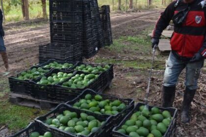 corrientes-consolida-una-de-las-mayores-producciones-de-palta-y-mamon