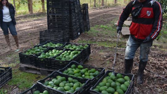 corrientes-consolida-una-de-las-mayores-producciones-de-palta-y-mamon