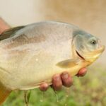 el-boom-de-los-estanques:-miles-de-chacras-apuestan-a-la-cria-de-peces-para-generar-ingresos