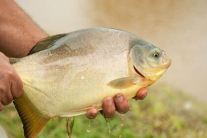 el-boom-de-los-estanques:-miles-de-chacras-apuestan-a-la-cria-de-peces-para-generar-ingresos