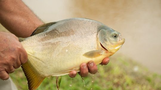 el-boom-de-los-estanques:-miles-de-chacras-apuestan-a-la-cria-de-peces-para-generar-ingresos