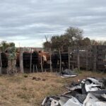 “me-largue-a-llorar”:-tras-varias-semanas-de-incertidumbre,-un-productor-recupero-49-terneros-robados-valuados-en-mas-de-$70-millones