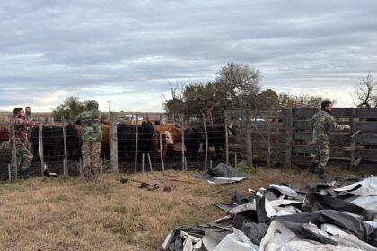 “me-largue-a-llorar”:-tras-varias-semanas-de-incertidumbre,-un-productor-recupero-49-terneros-robados-valuados-en-mas-de-$70-millones