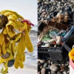 la-basura-no-nace-en-la-playa:-un-estudio-revela-que-la-pesca-esta-detras-de-la-invasion-de-plasticos-en-chubut