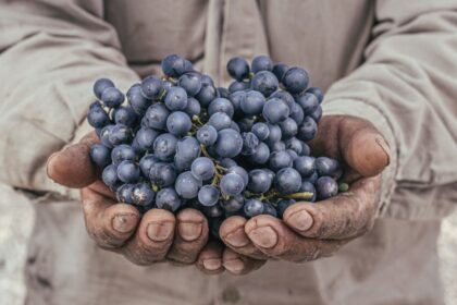 the-renaissance-of-the-criolla-grape-family