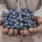 the-renaissance-of-the-criolla-grape-family