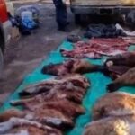 detienen-a-3-cazadores-furtivos-con-una-tonelada-de-carne-faenada-y-un-arsenal-de-armas