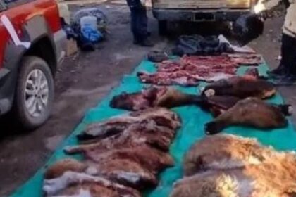 detienen-a-3-cazadores-furtivos-con-una-tonelada-de-carne-faenada-y-un-arsenal-de-armas