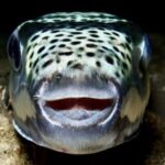 pagan-a-los-pescadores-para-eliminar-el-pez-globo,-una-especie-invasora-que-amenaza-la-pesca