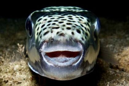 pagan-a-los-pescadores-para-eliminar-el-pez-globo,-una-especie-invasora-que-amenaza-la-pesca
