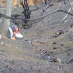 alertan-que-los-incendios-forestales-podrian-afectar-la-calidad-del-agua-para-consumo