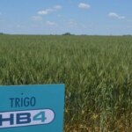 “el-problema-fue-comercial”:-el-trigo-hb4-reabre-el-debate-en-argentina