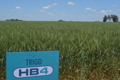 “el-problema-fue-comercial”:-el-trigo-hb4-reabre-el-debate-en-argentina
