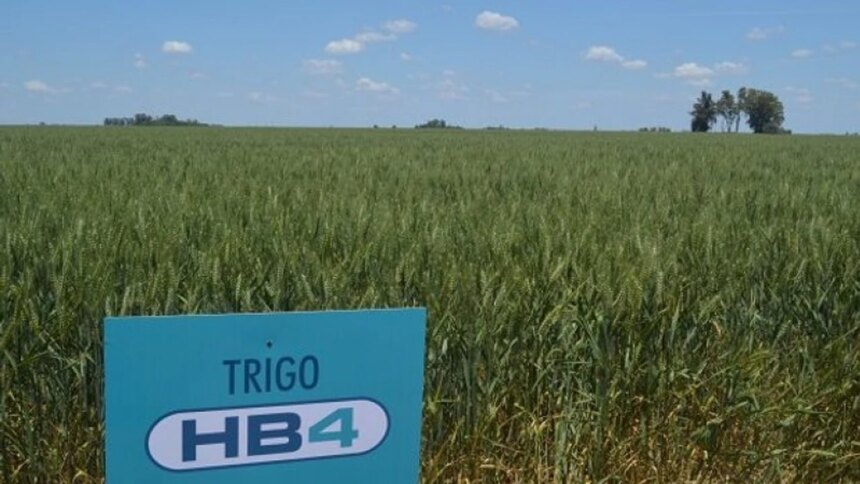 “el-problema-fue-comercial”:-el-trigo-hb4-reabre-el-debate-en-argentina