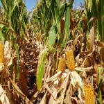 “gran-solidez”:-el-mercado-argentino-de-maiz-ya-no-mira-a-chicago-y-el-cereal-se-paga-us$-10-por-encima-de-la-plaza-norteamericana