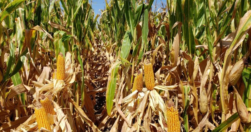 “gran-solidez”:-el-mercado-argentino-de-maiz-ya-no-mira-a-chicago-y-el-cereal-se-paga-us$-10-por-encima-de-la-plaza-norteamericana
