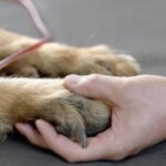 impulsan-una-ley-para-otorgar-licencia-por-la-muerte-de-mascotas