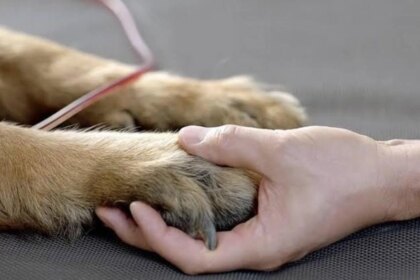 impulsan-una-ley-para-otorgar-licencia-por-la-muerte-de-mascotas
