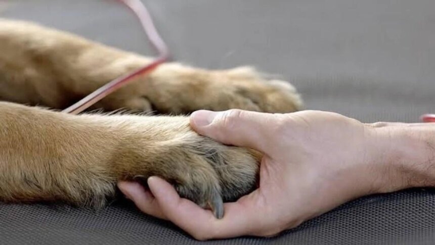 impulsan-una-ley-para-otorgar-licencia-por-la-muerte-de-mascotas