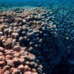 descubrieron-mas-de-5.000-especies-desconocidas-bajo-el-pacifico-en-una-zona-codiciada-por-la-mineria