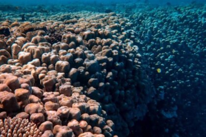 descubrieron-mas-de-5.000-especies-desconocidas-bajo-el-pacifico-en-una-zona-codiciada-por-la-mineria