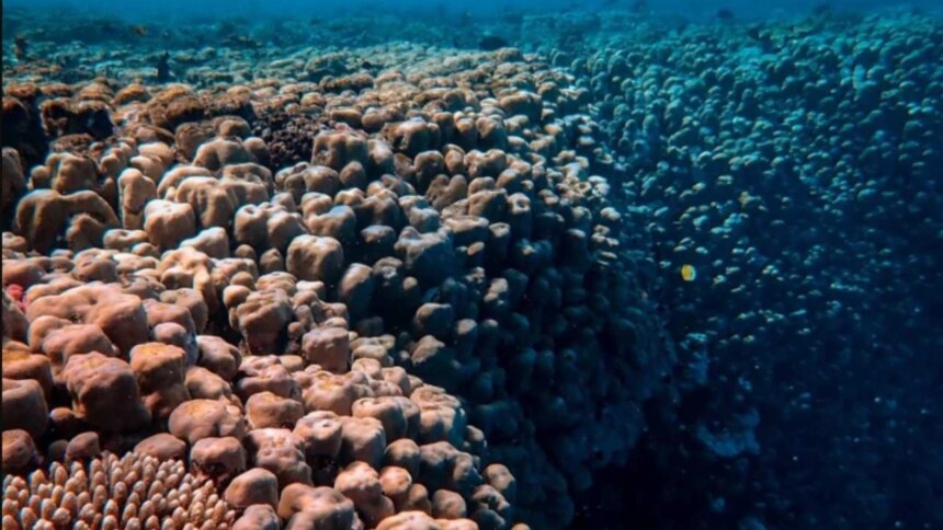 descubrieron-mas-de-5.000-especies-desconocidas-bajo-el-pacifico-en-una-zona-codiciada-por-la-mineria