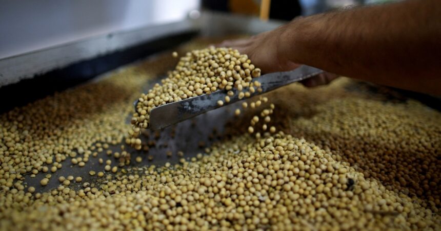 ¿se-viene-un-rebote-de-la-soja?-la-soja-resiste-la-presion-del-usda-y-mantiene-abierto-el-camino-hacia-nuevos-maximos