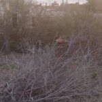 confirman-una-multa-de-$180-millones-por-la-tala-ilegal-de-arboles-en-un-predio-de-las-grutas