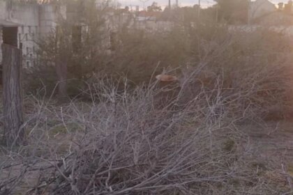 confirman-una-multa-de-$180-millones-por-la-tala-ilegal-de-arboles-en-un-predio-de-las-grutas